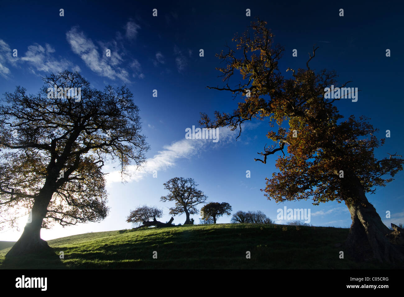 Leaning Oak trees against deep blue sky in Devon,UK Stock Photo - Alamy