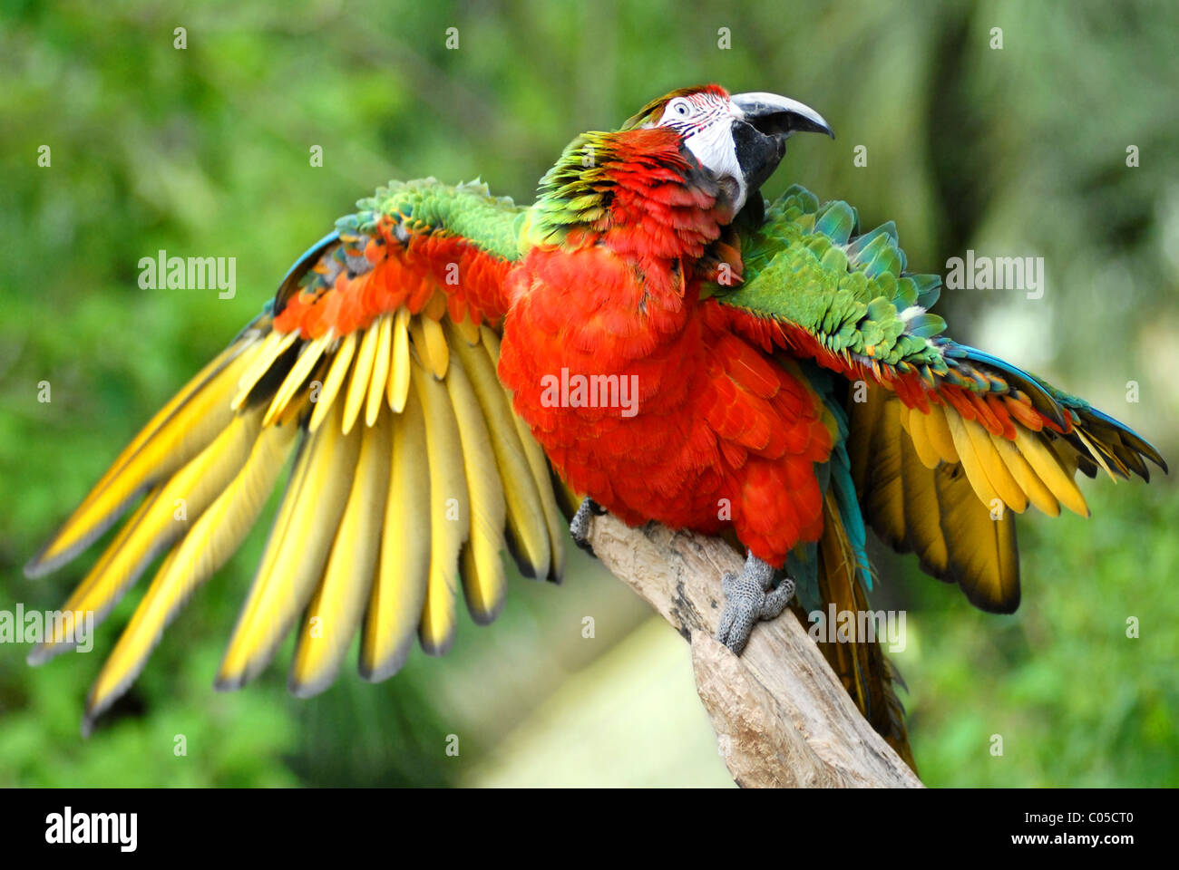 Closeup of red-and-green Macaw (Ara chloropterus) on perch outspread wings Stock Photo