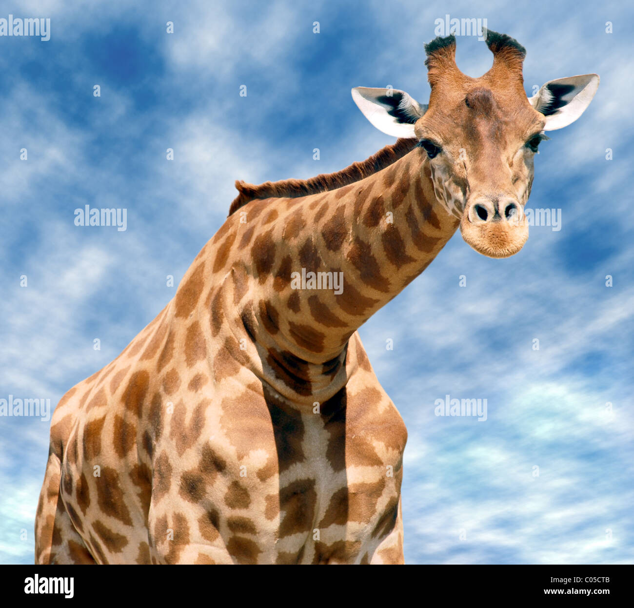 Closeup face view of Giraffe (Camelopardalis) under a cloudy blue sky Stock Photo