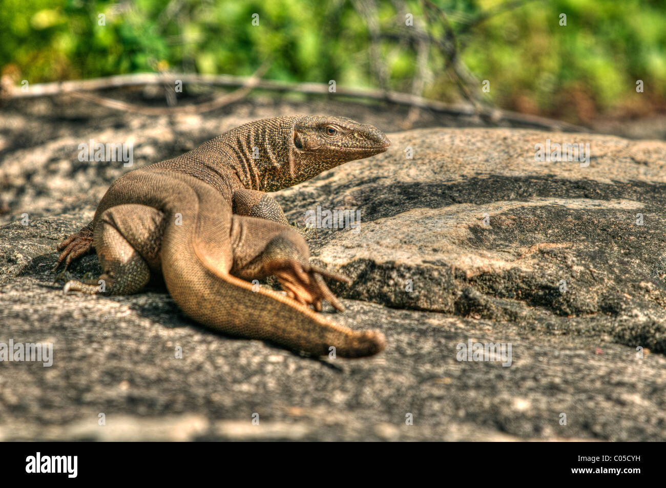 monitor lizard Yala National Park Sri Lanka Stock Photo - Alamy