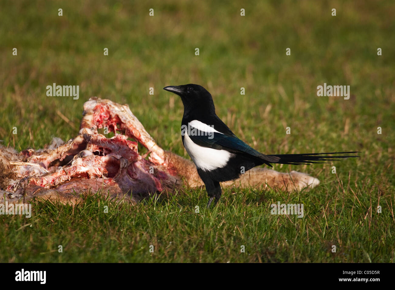 Magpie(pica pica)feeding on a sheep carcass on a farm in Devon,UK Stock Photo