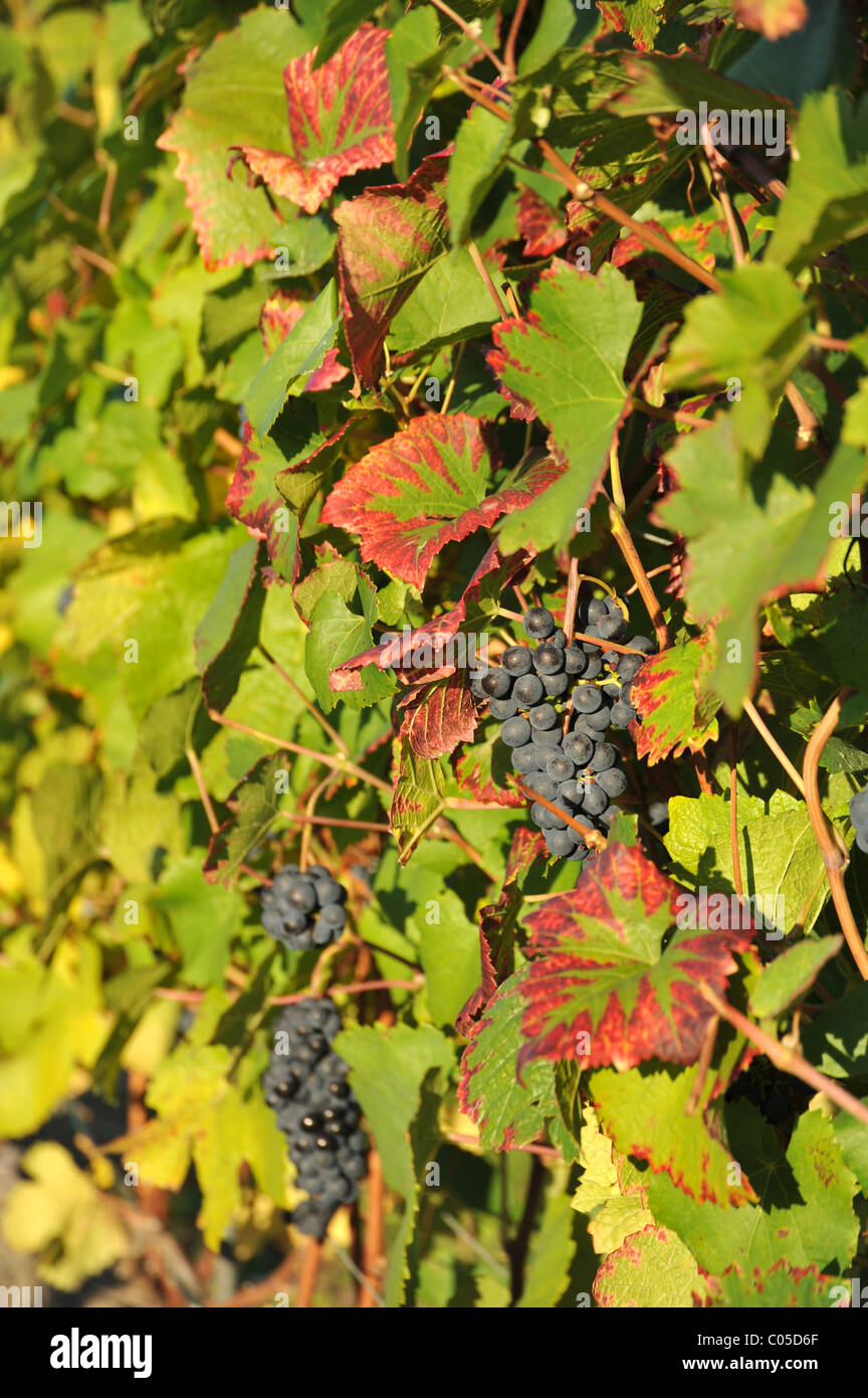 Red wine Pinot Noir grapes ripening in the Autumn sunshine - France Stock Photo