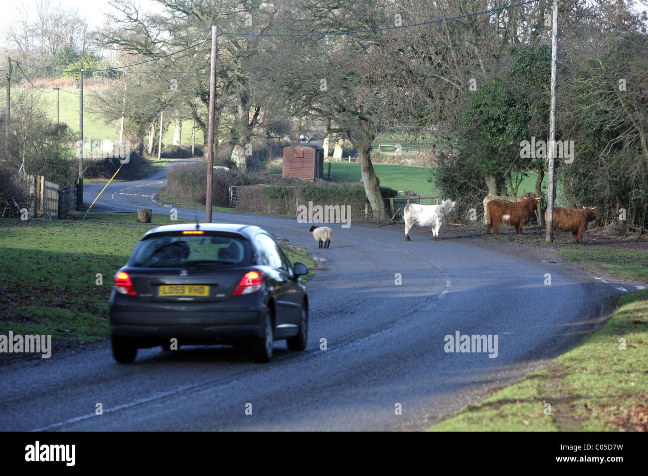 Traffic stops for animals in the New Forest UK Stock Photo