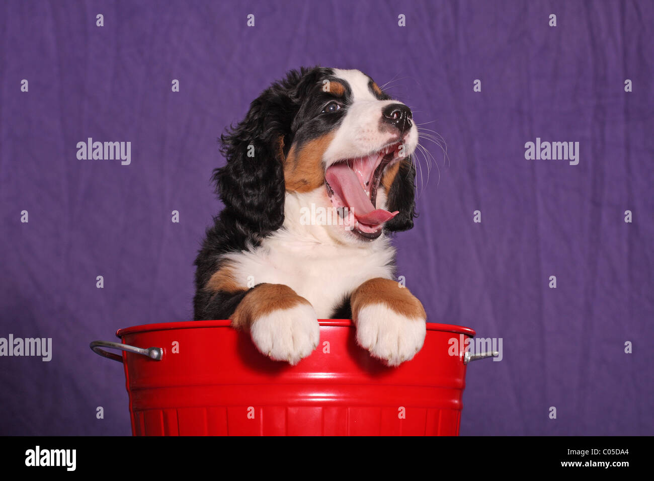 Bernese Mountain Dog Puppy Stock Photo Alamy