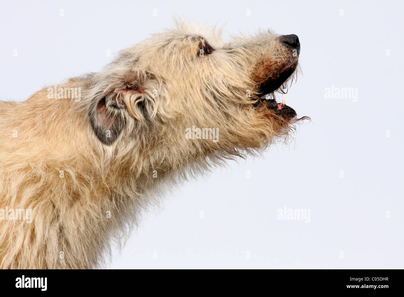 Irish wolfhound howling sales