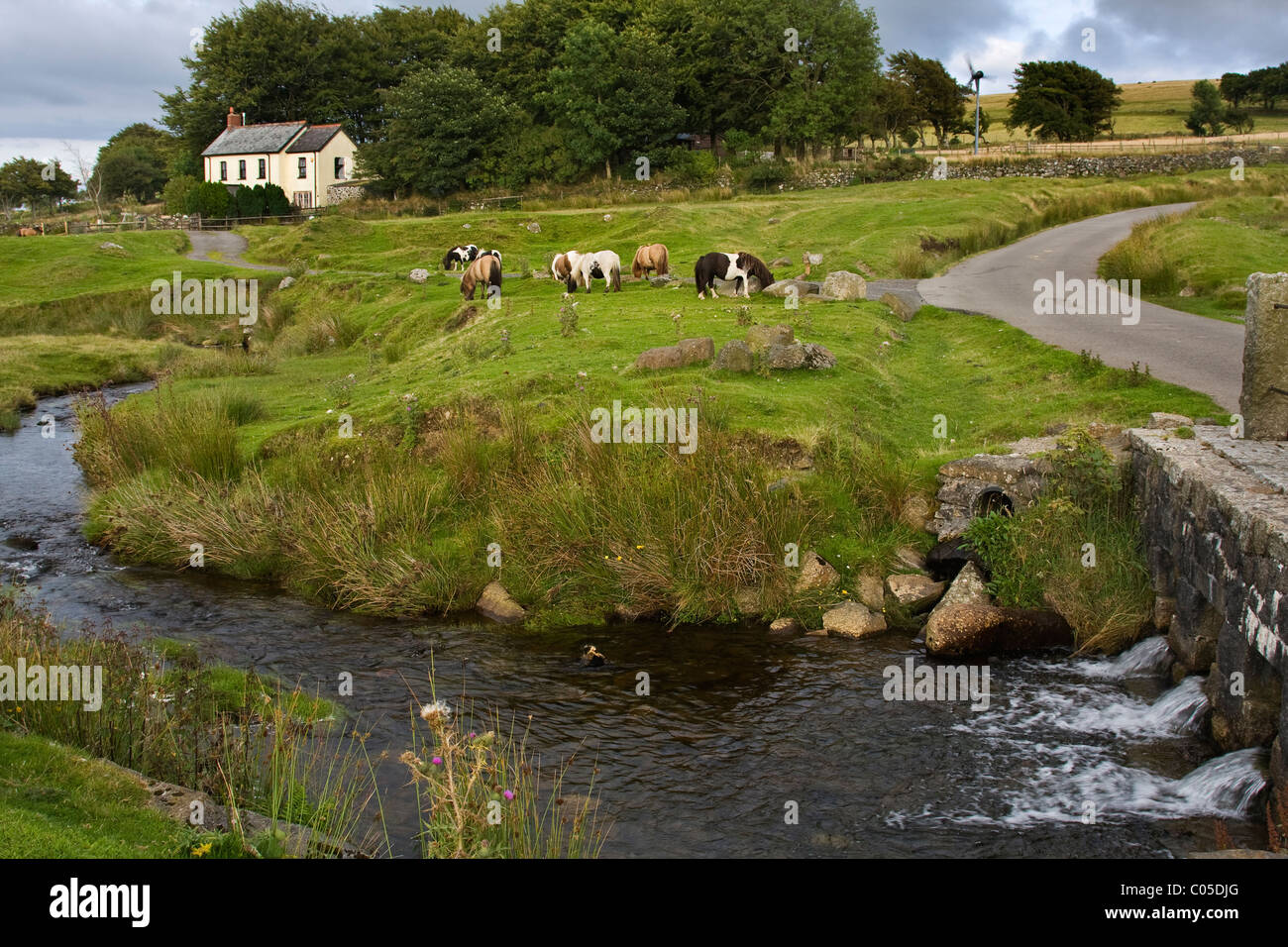 Miniature Pony's  grazing on the edge of Dartmoor at Okehampton Camp Stock Photo