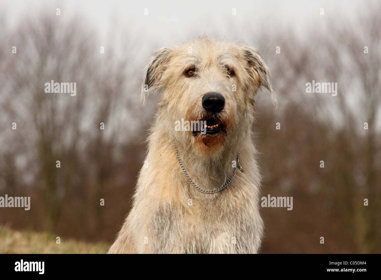 Irish Wolfhound Portrait Stock Photo Alamy