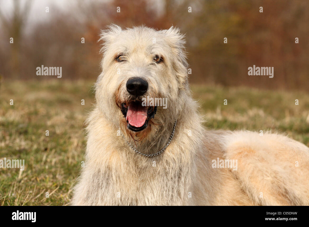 Irish Wolfhound Portrait Stock Photo - Alamy