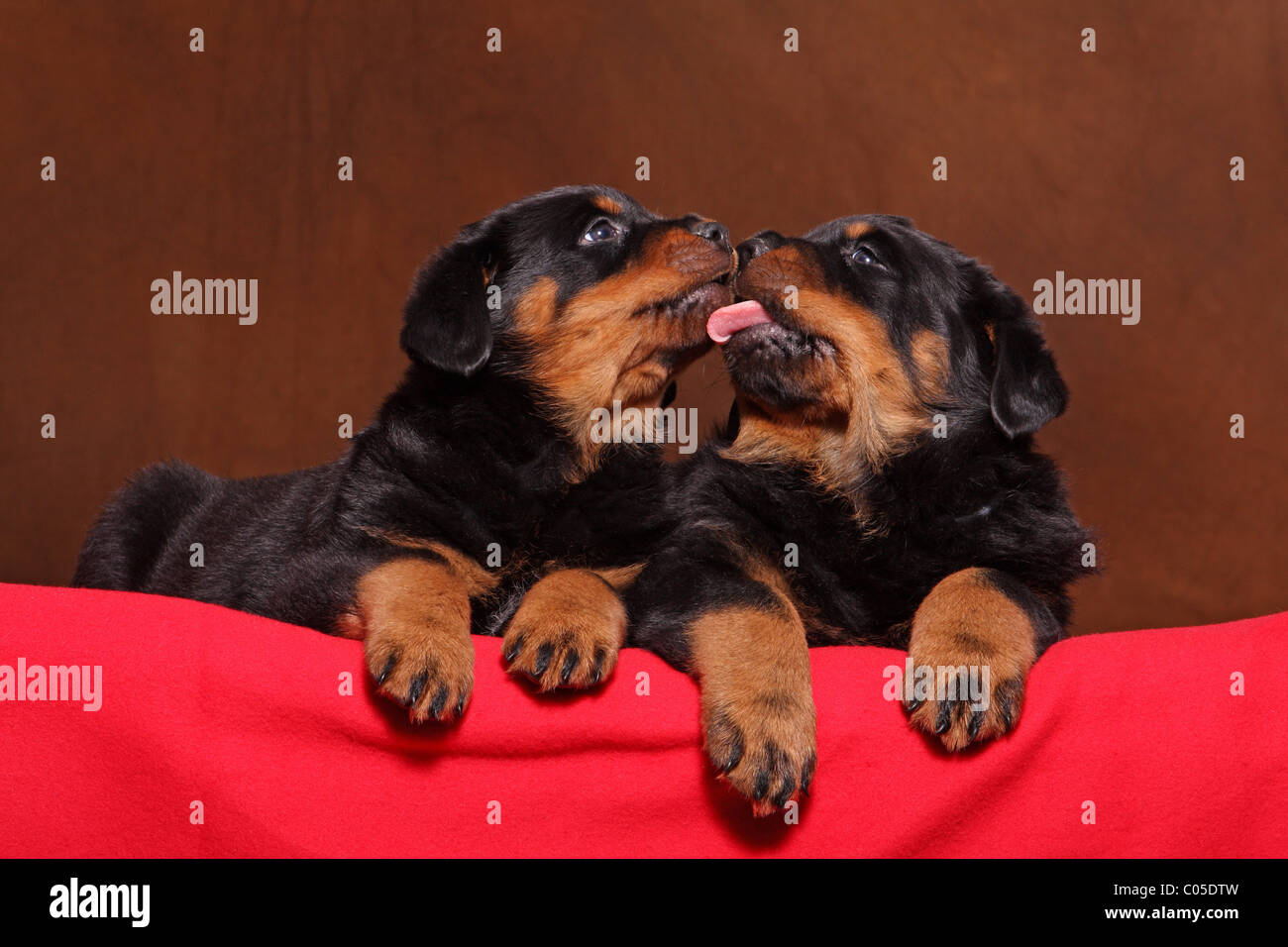Two Happy Rottweilers Rottweilers two dog rottweiler hi-res stock photography and images - Alamy