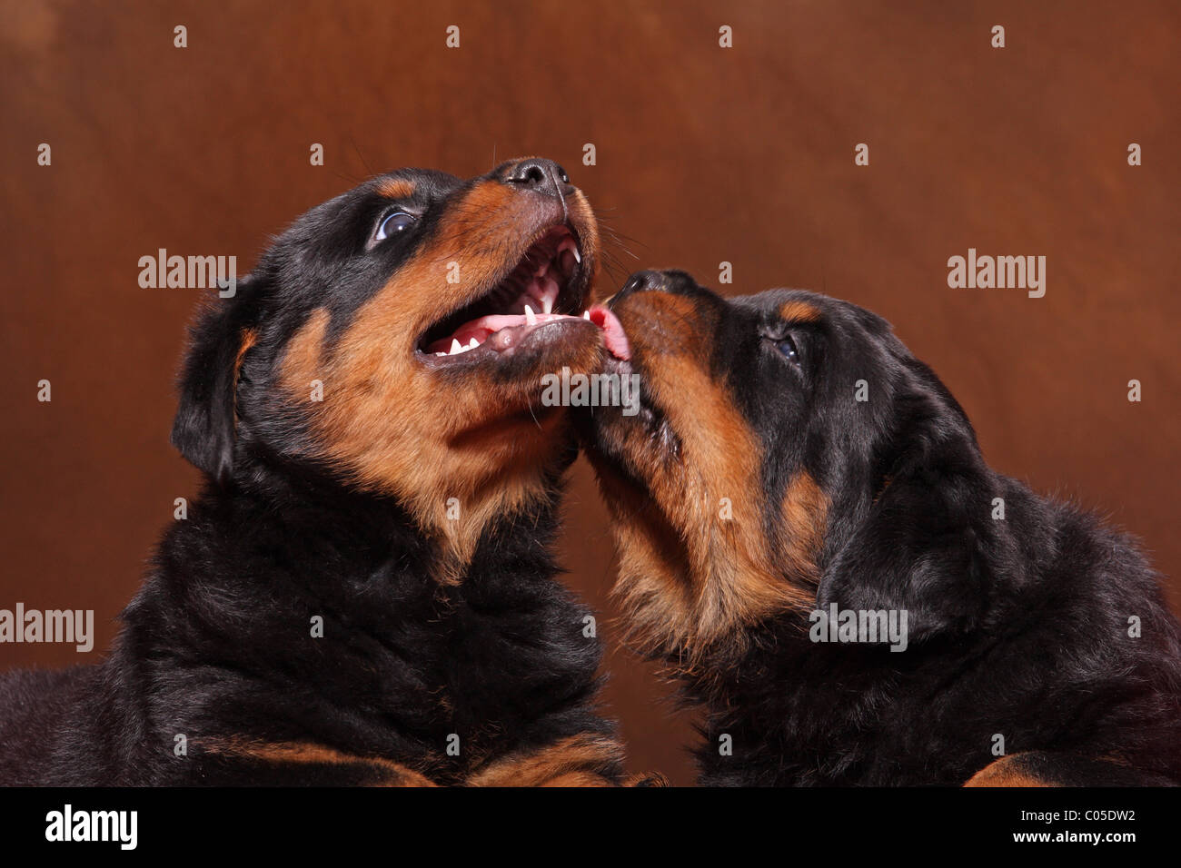 Rottweilers two dog rottweiler hi-res stock photography and images - Alamy