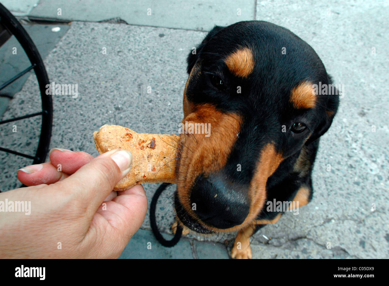 Can A Dog Eat A Biscuit