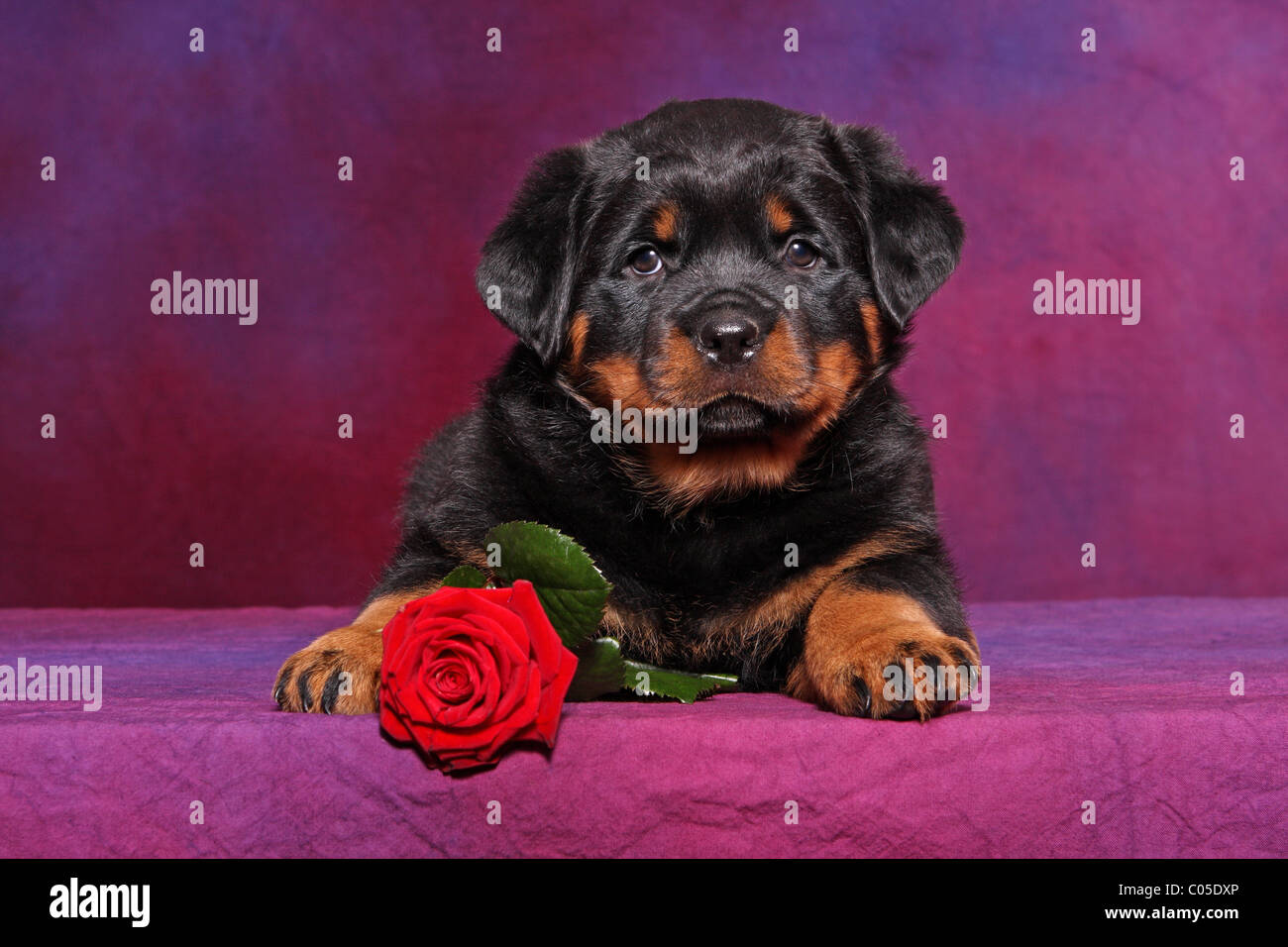 Rottweiler puppy with rose hi-res stock photography and images - Alamy