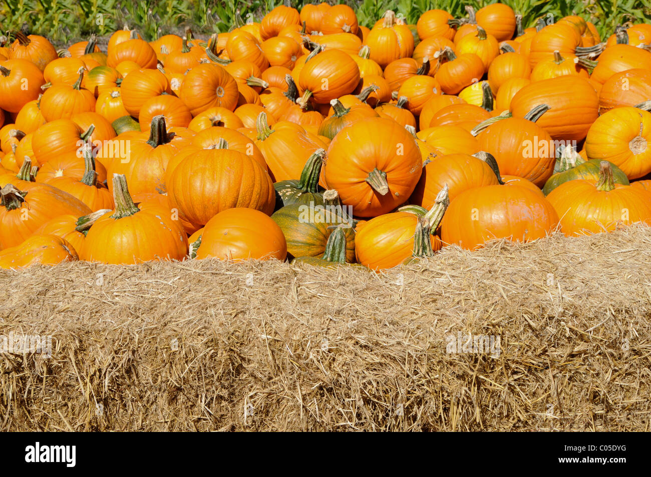 Field of Pumpkins Stock Photo - Alamy