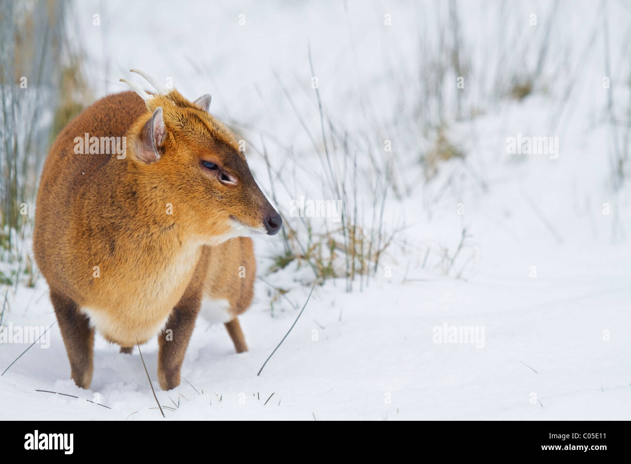 Munjac (muniacus reevesi) in winter in deep snow Stock Photo
