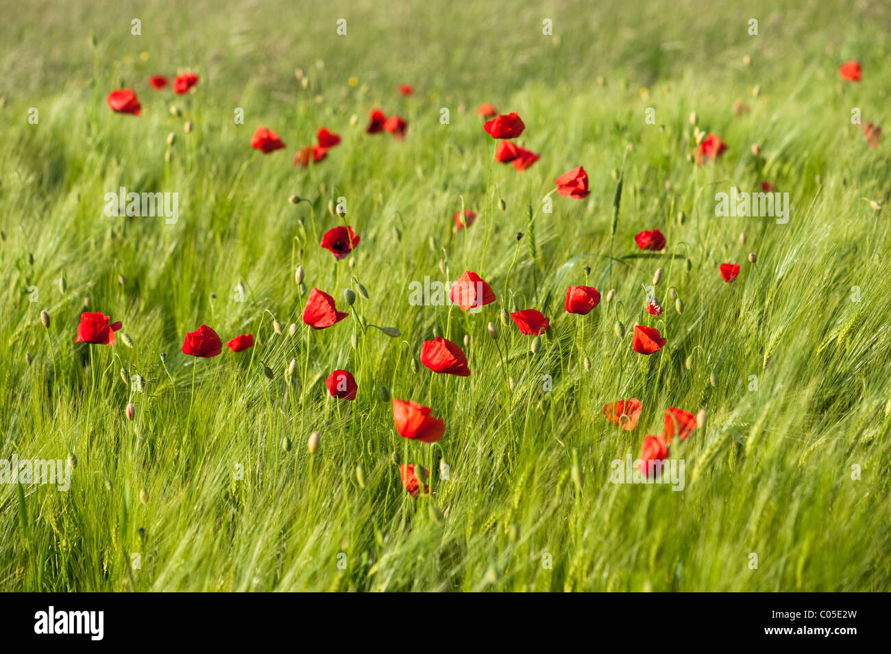Red vivid poppies on green wheat field in a windy day. Stock Photo