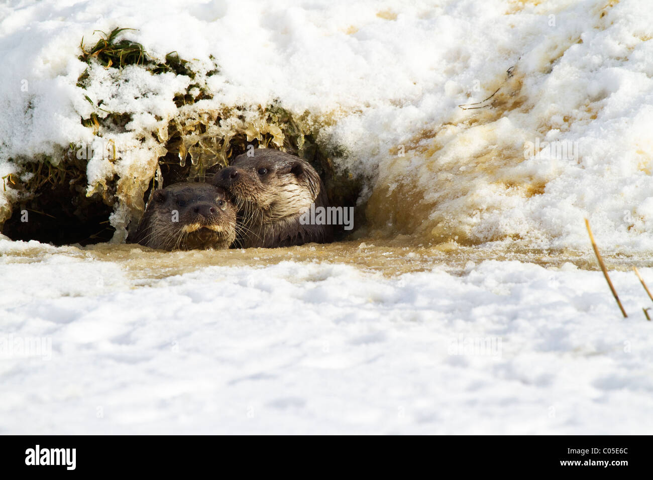 European Otters (lutra lutra) peering out of their hole on a frozen pond Stock Photo