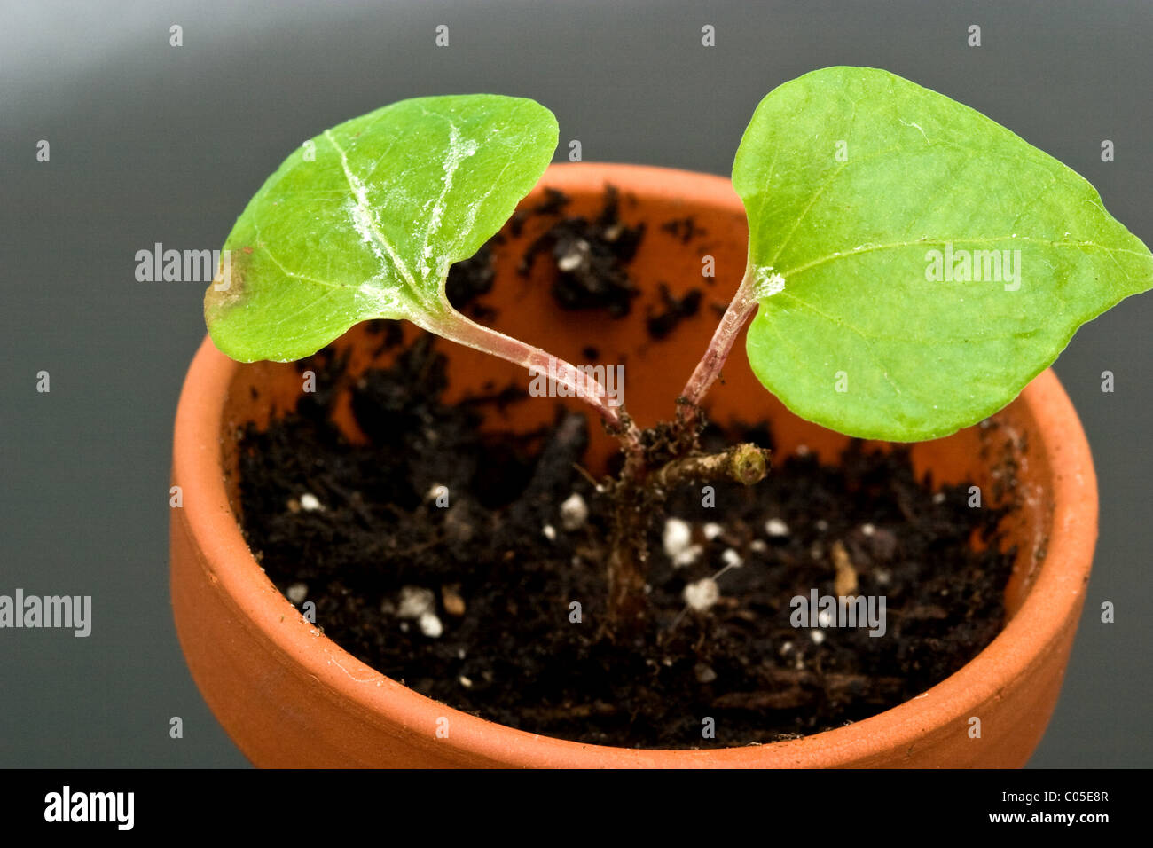 One growth key lime tree seedlings in an earthenware flower pot Stock Photo