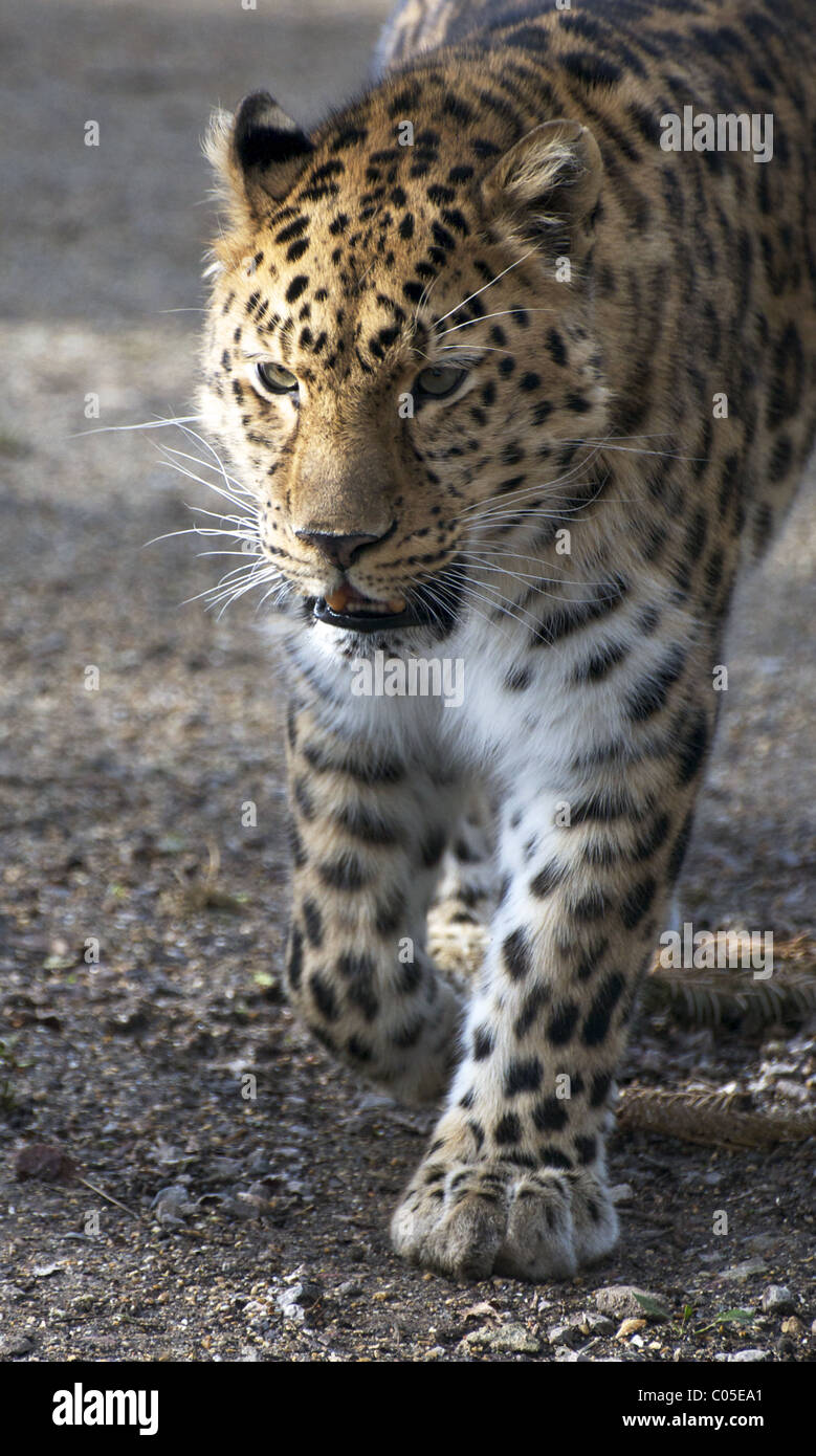 Amur leopard walking camera hi-res stock photography and images - Alamy