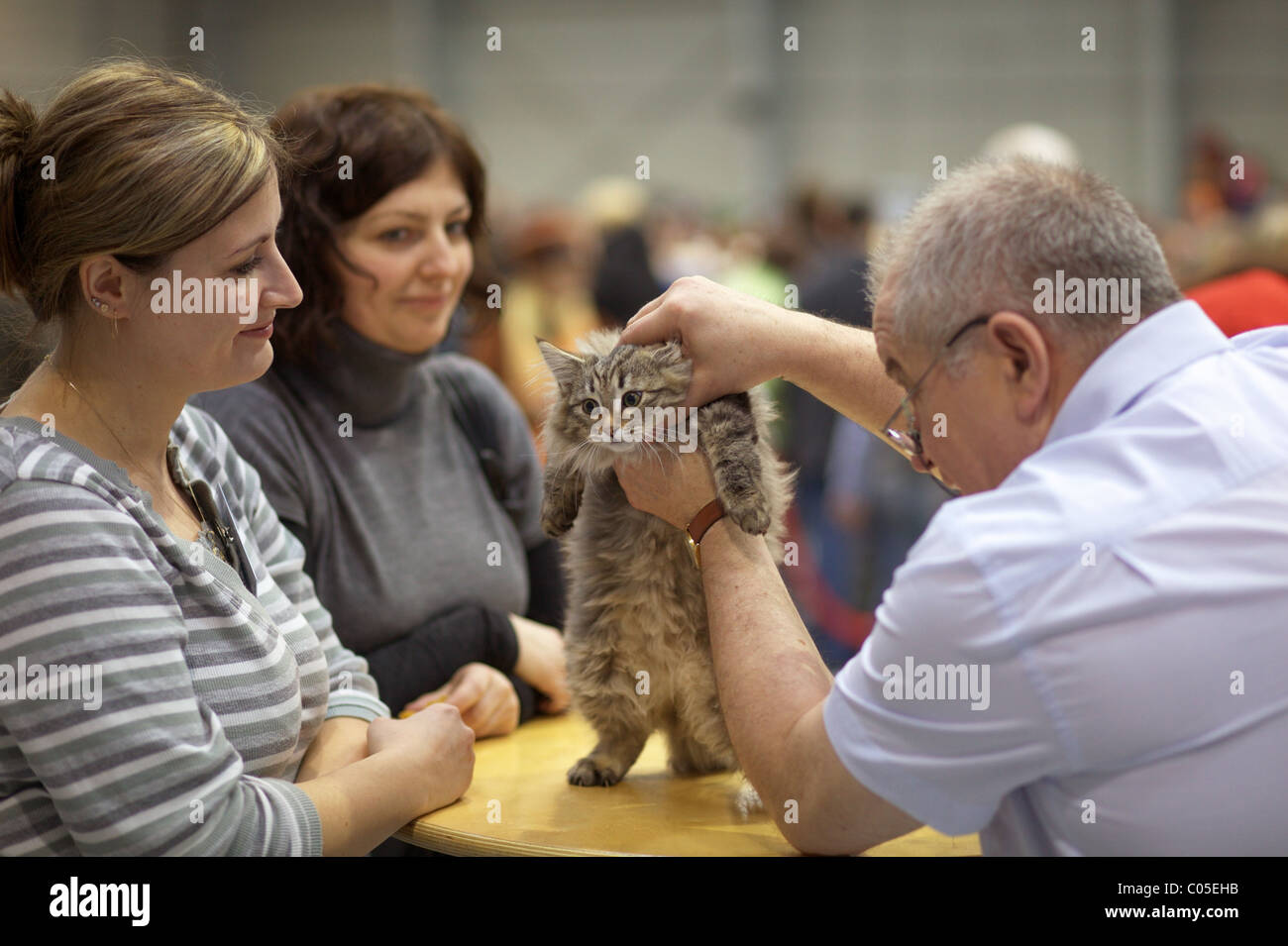 Cat judging on the cat show. Stock Photo