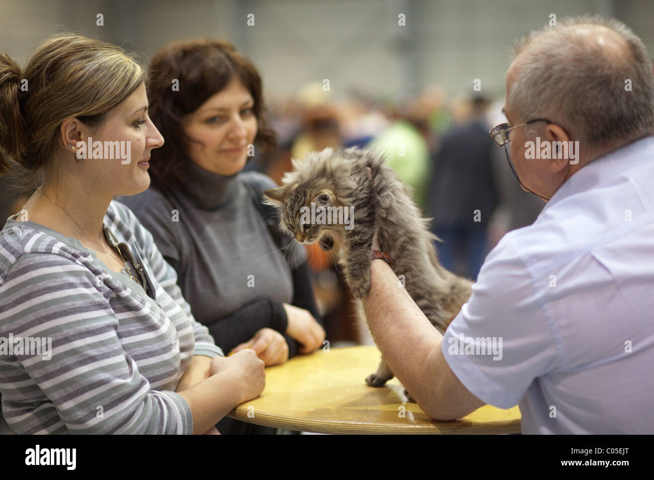Cat judging on the cat show. Stock Photo