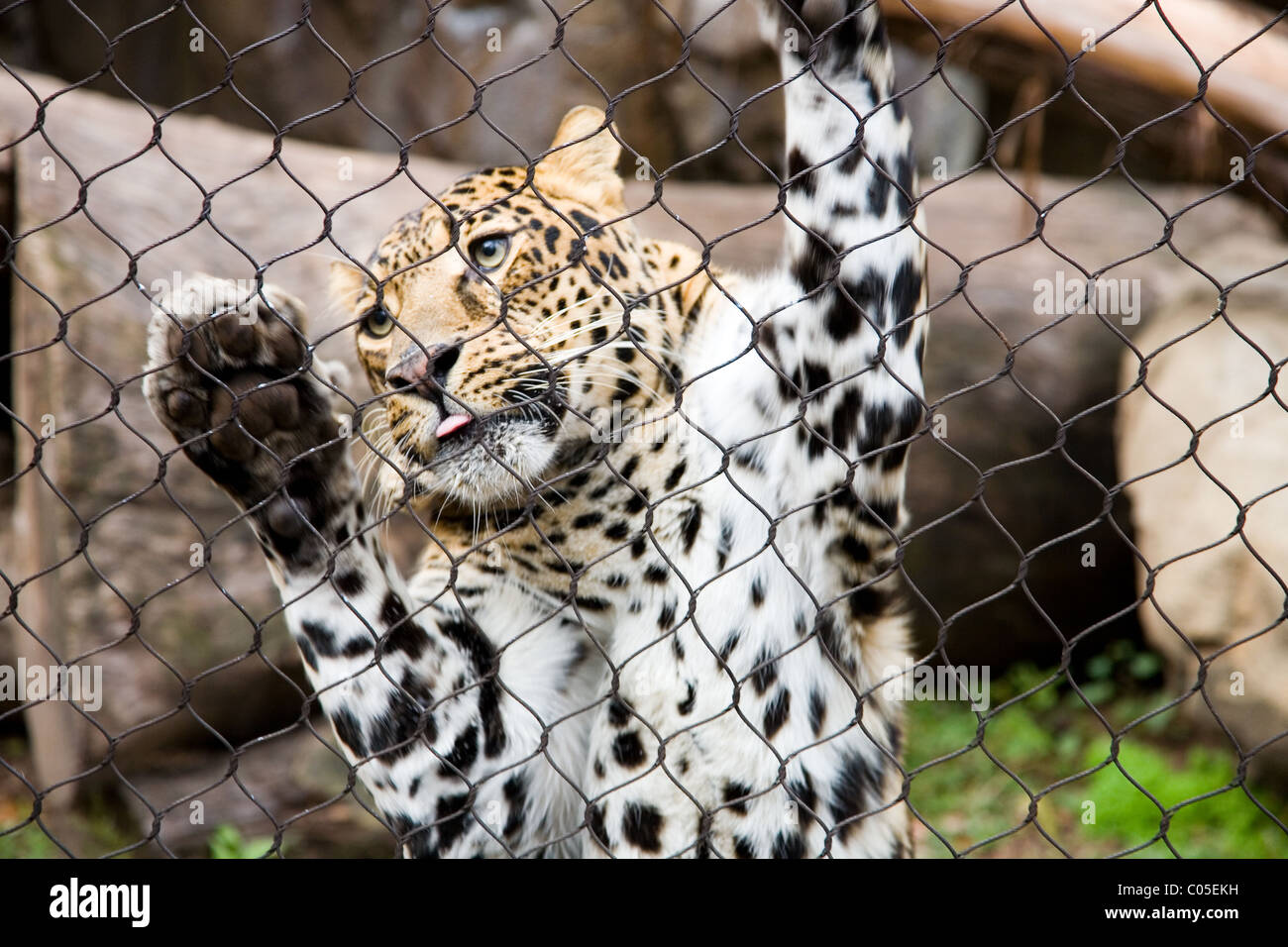 Leopard in captivity at Houston Zoo, Texas Stock Photo