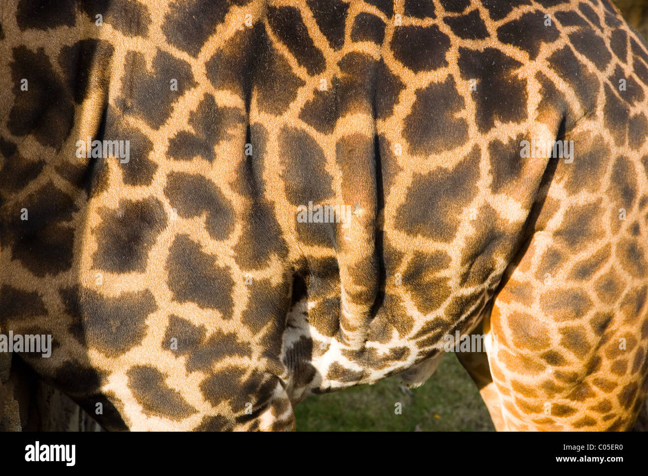 Giraffe skin pattern Stock Photo