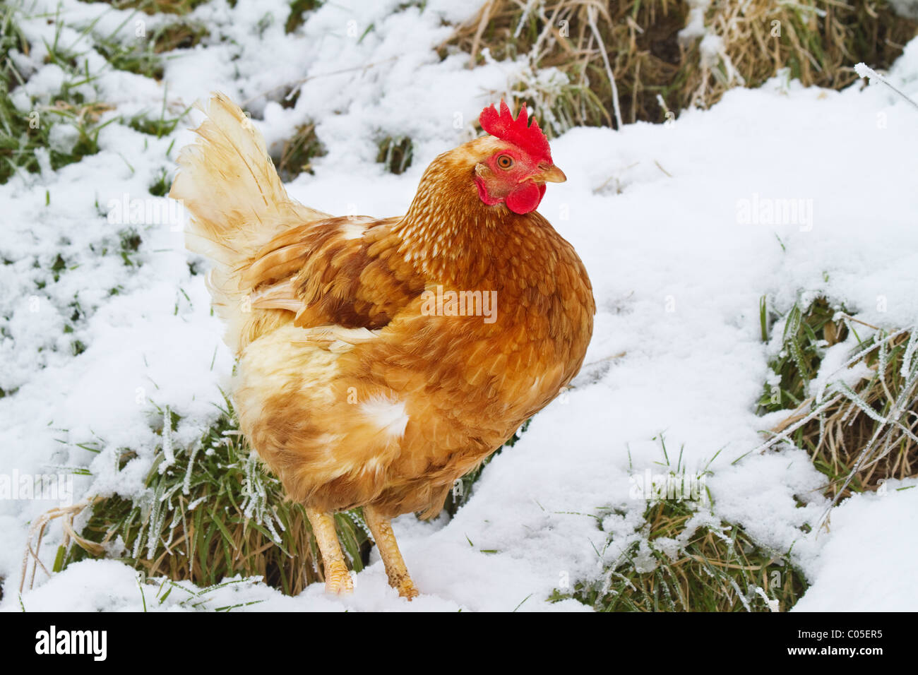 chicken in the snow Stock Photo