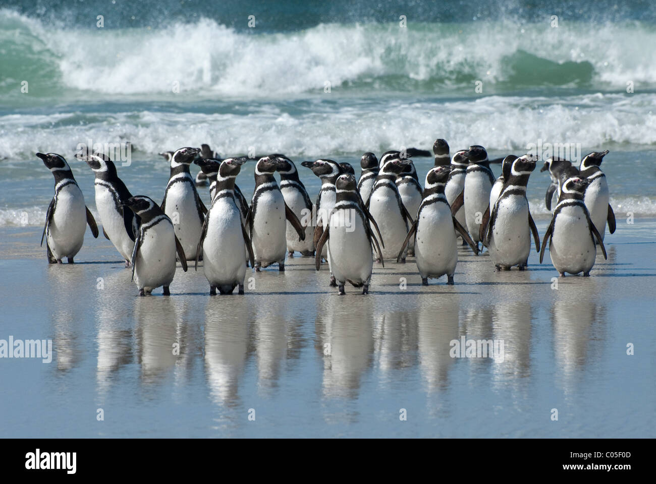 Magellanic Penguins (Spheniscus magellanicus) on a beach after returning from fishing Saunders Island Falklands Stock Photo