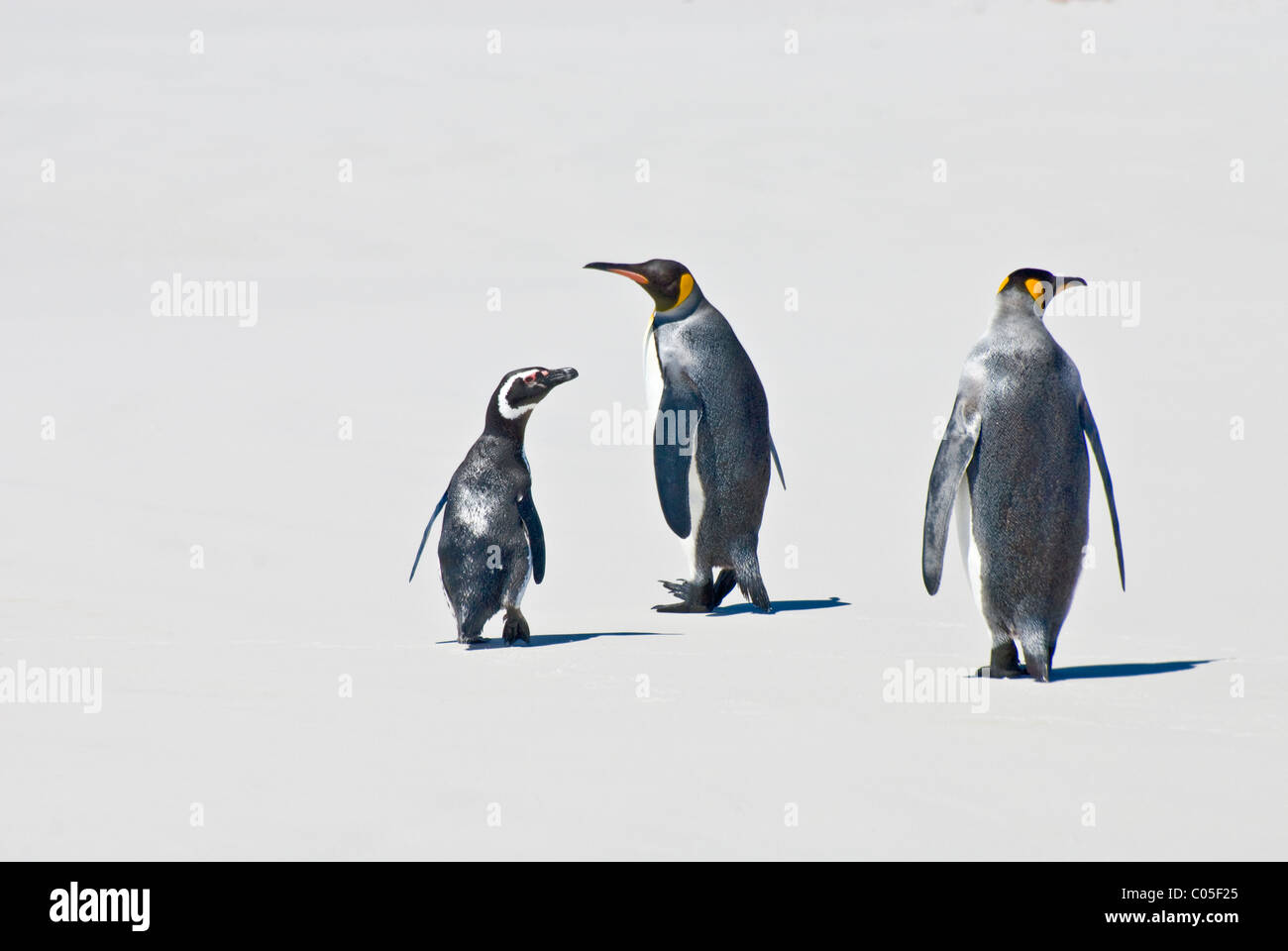 Magellanic Penguin (Spheniscus magellanicus) and King Penguins (Aptenodytes patagonicus) Volunteer Point East Falkland Island Stock Photo