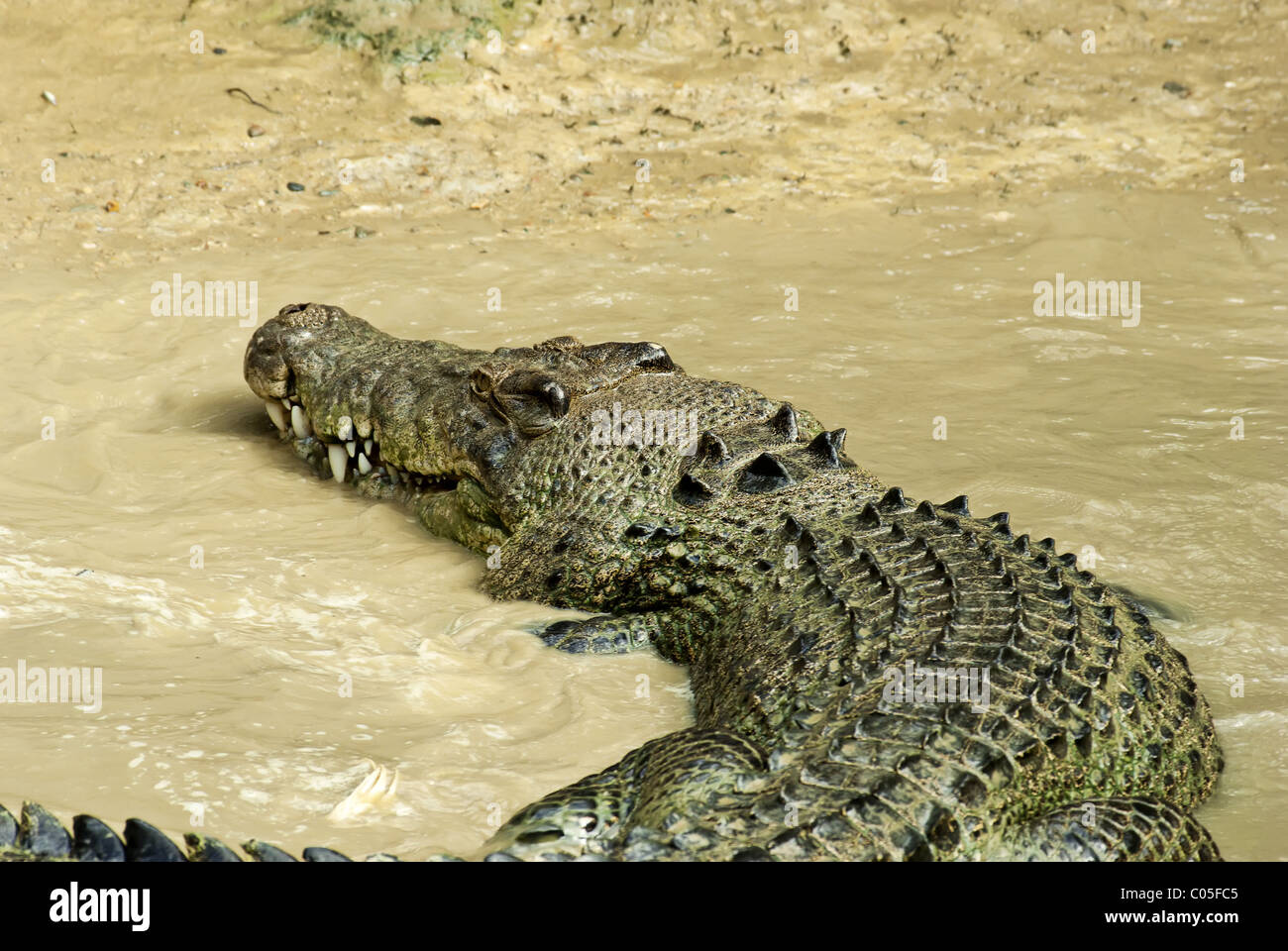 Estuarine Crocodile in agitated mud water Stock Photo