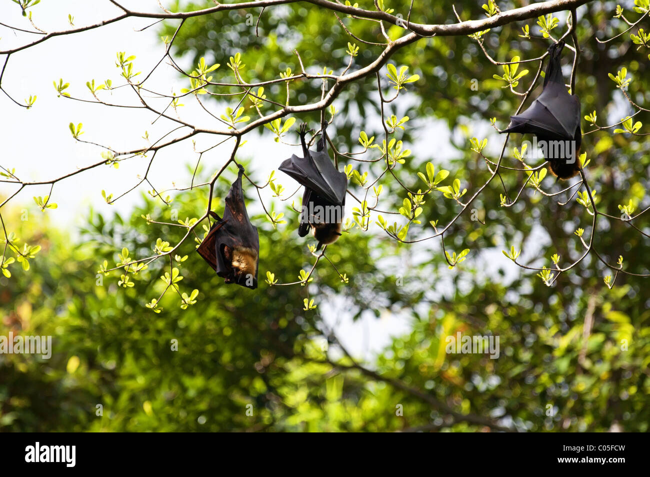 Fruit bats hanging on a limb during the day Stock Photo