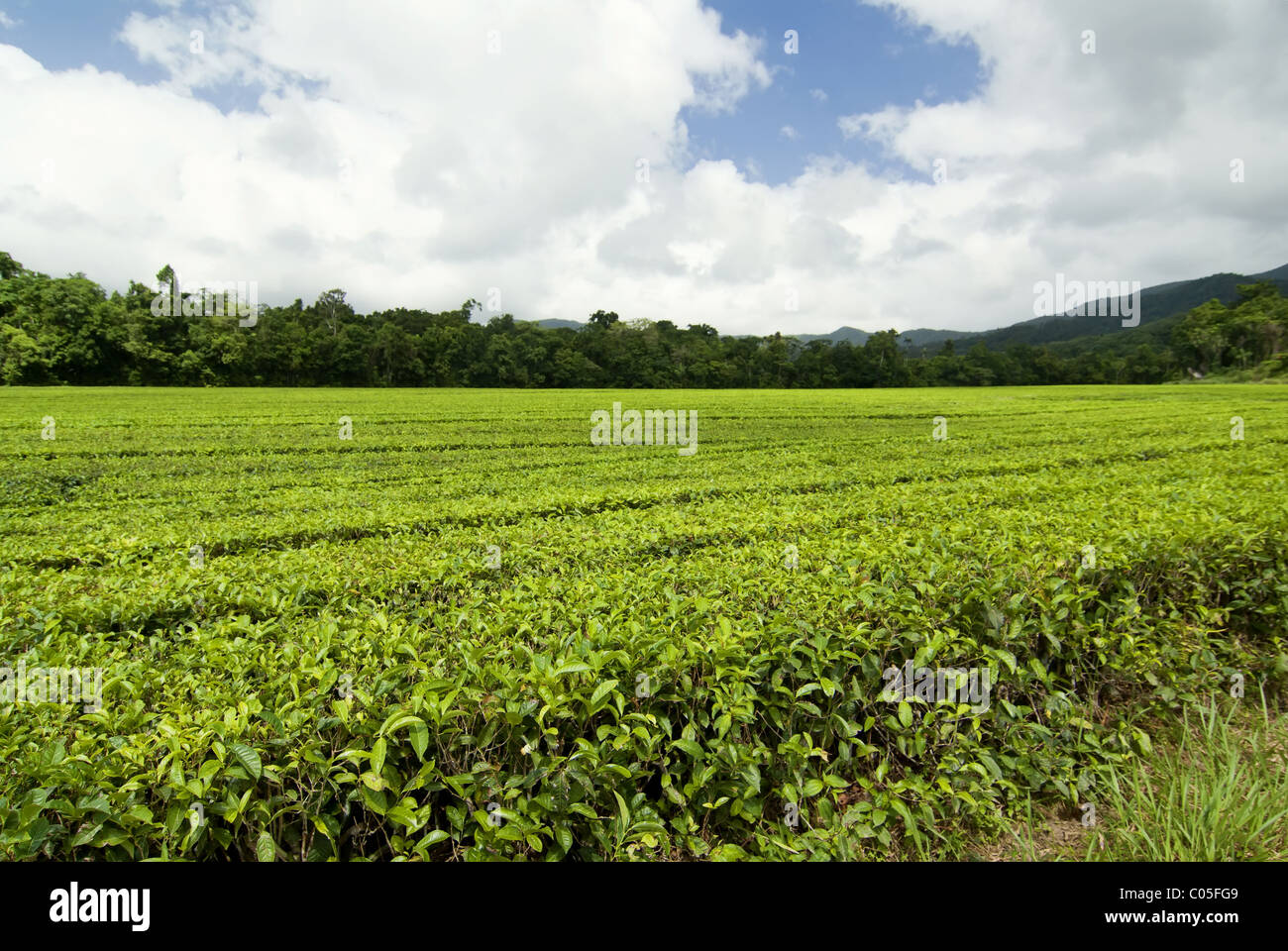 Tea Plantation in Queensland, Australia Stock Photo Alamy