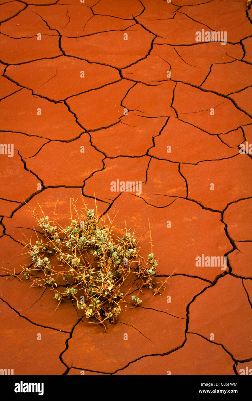 Small plant barely surviving in dried cracked red mud in Utah's Capitol