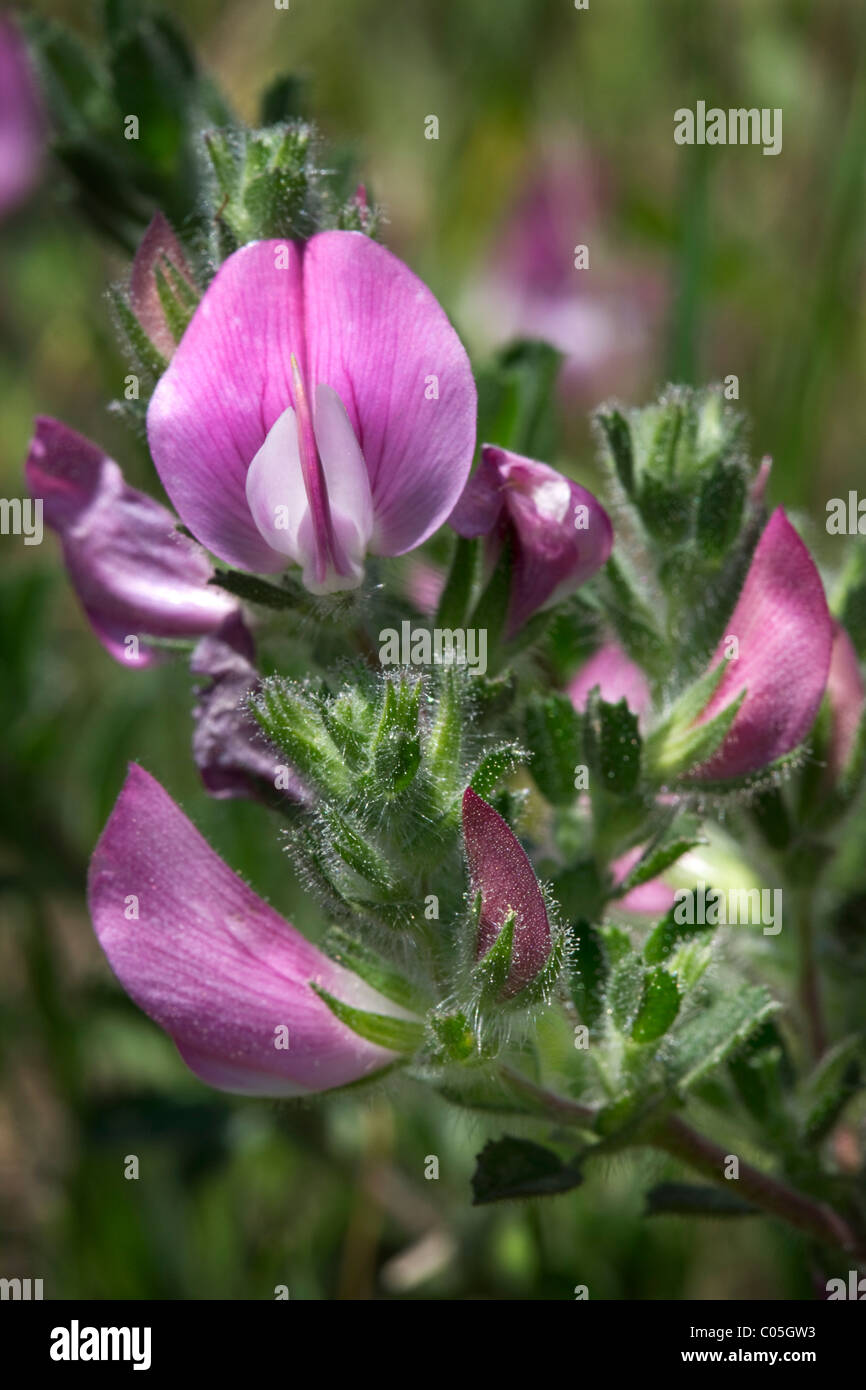 Spiny restharrow (Ononis repens subsp. spinosa / Ononis spinos) in flower Stock Photo