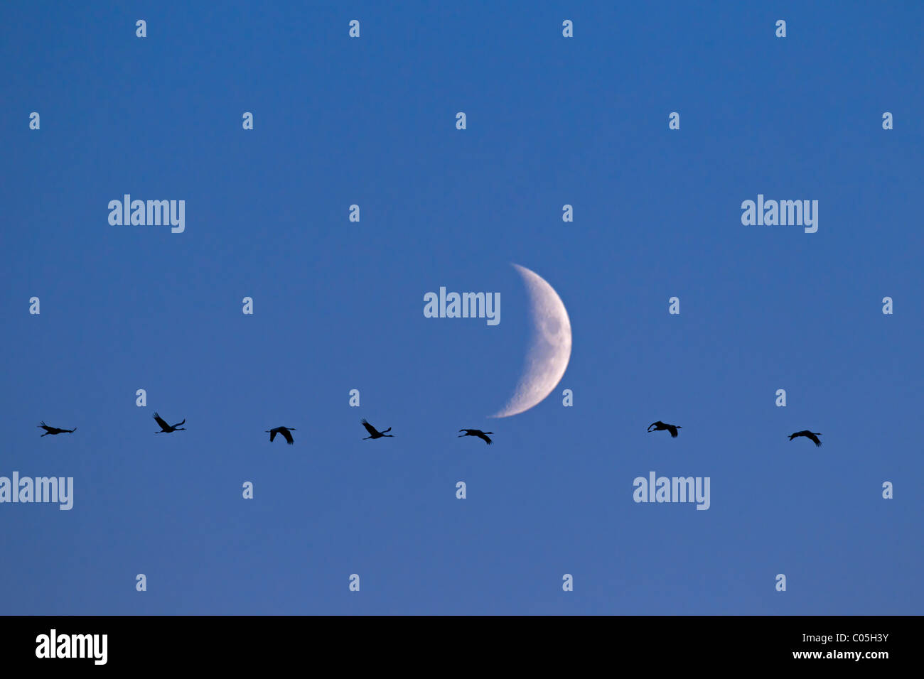 Common Cranes (Grus grus) in flight against moon, Germany Stock Photo