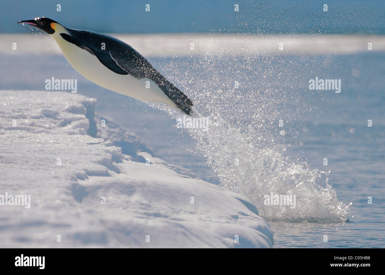 Antarctic Penguins Diving