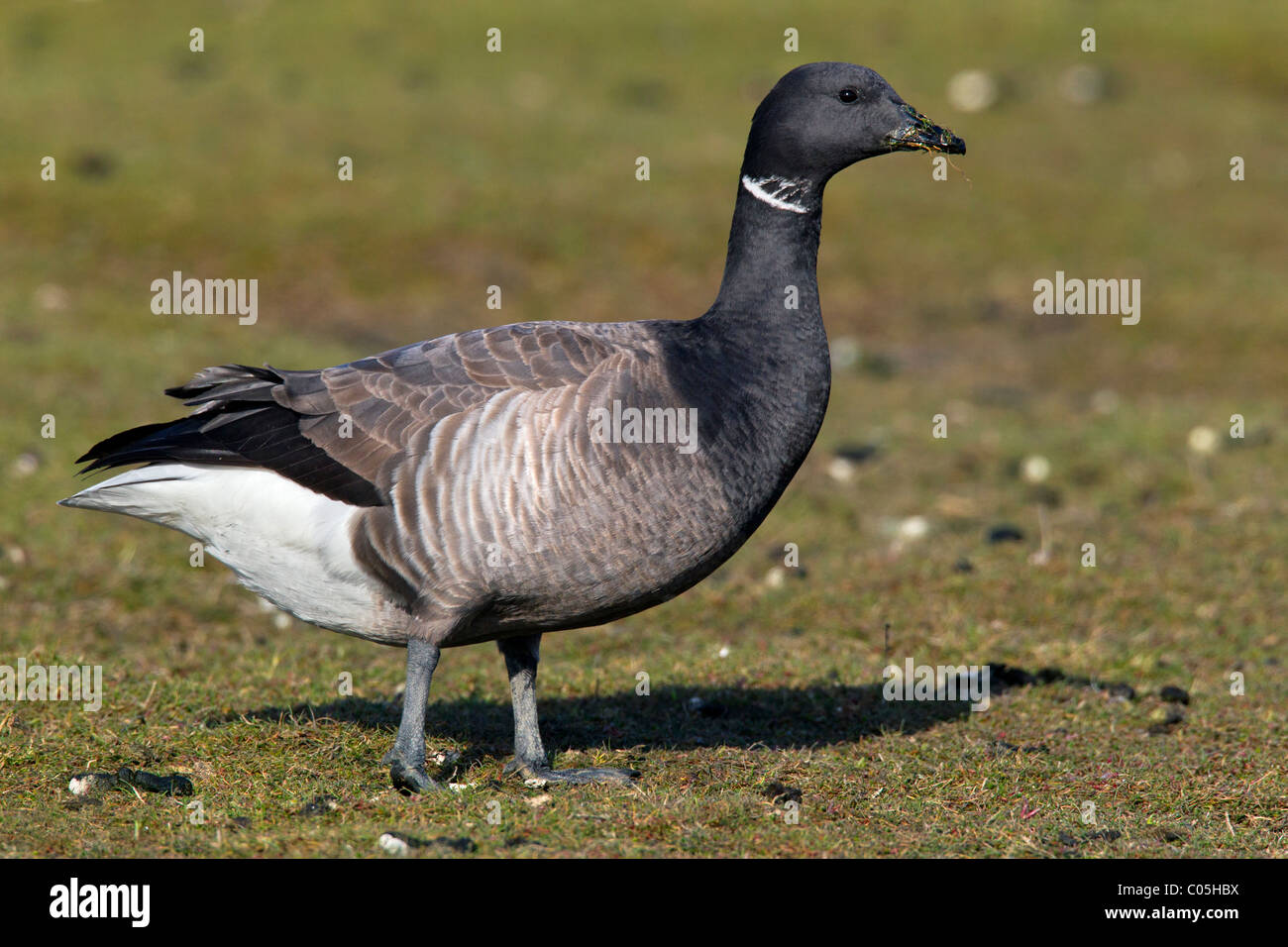 brent-goose-portrait-high-resolution-stock-photography-and-images-alamy