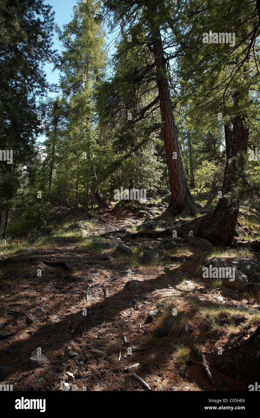 Siberia russia taiga hi-res stock photography and images - Alamy