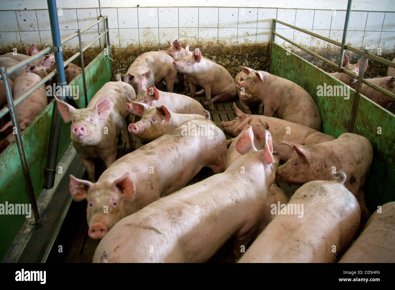 Domestic pigs (Sus scrofa domestica) in pen at intensive piggery / pigfarm, Germany Stock Photo