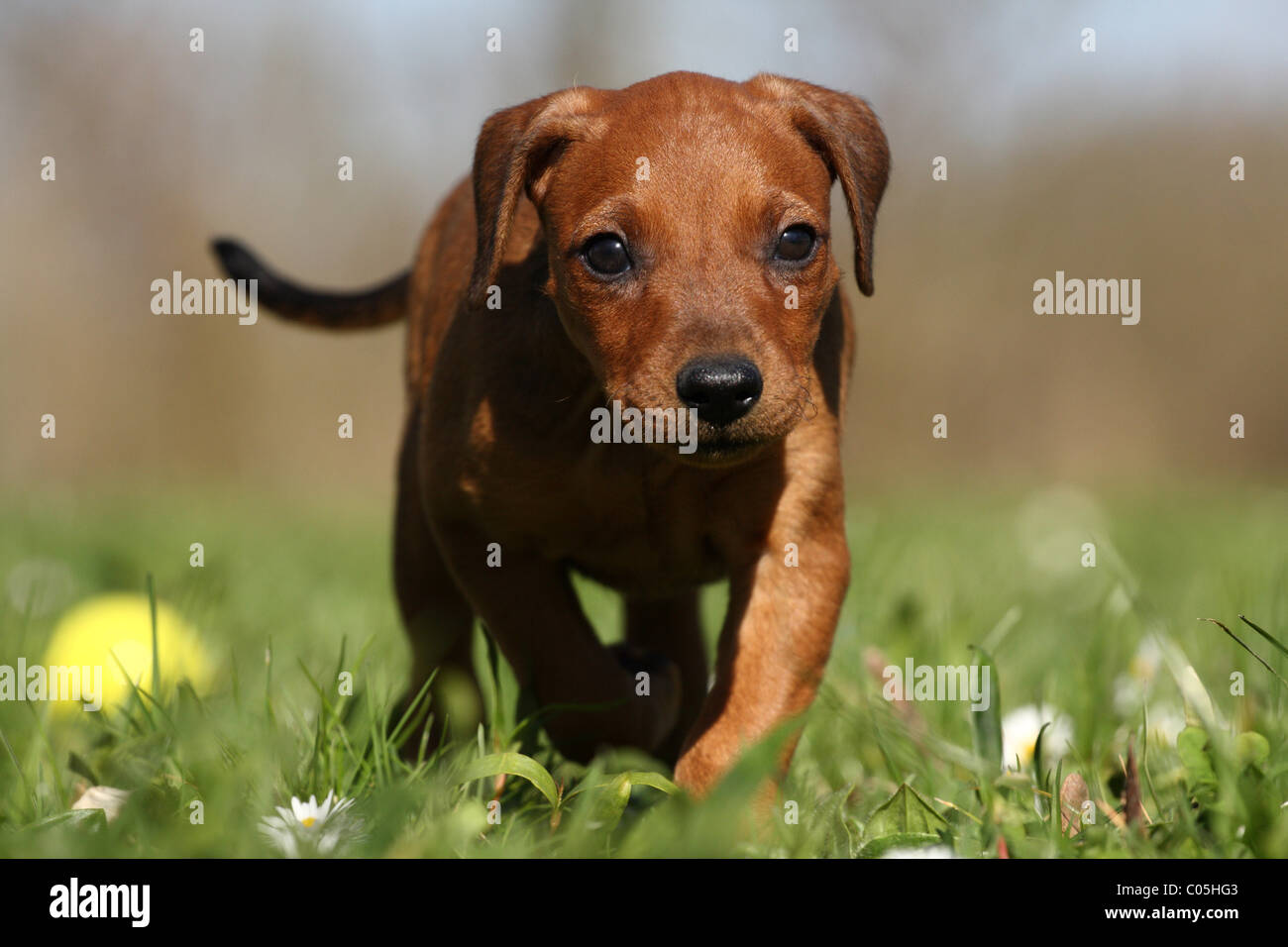 walking German Pinscher Puppy Stock Photo