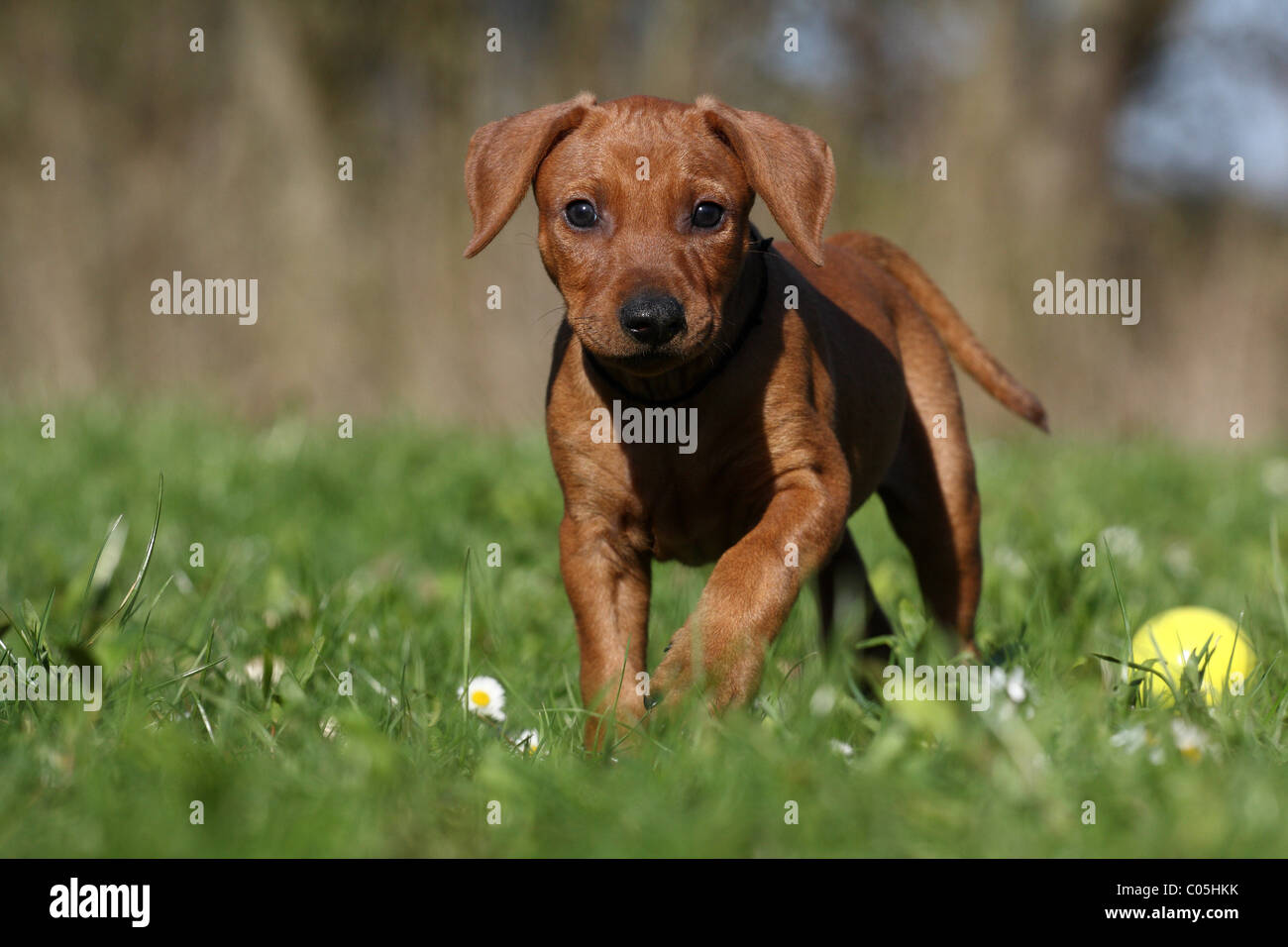 German Pinscher Puppy Stock Photo - Alamy