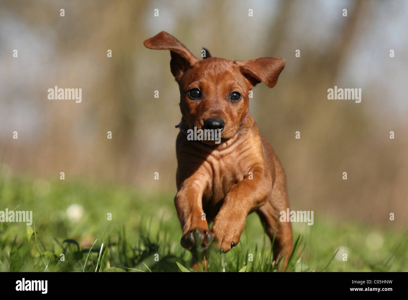 running German Pinscher Puppy Stock Photo