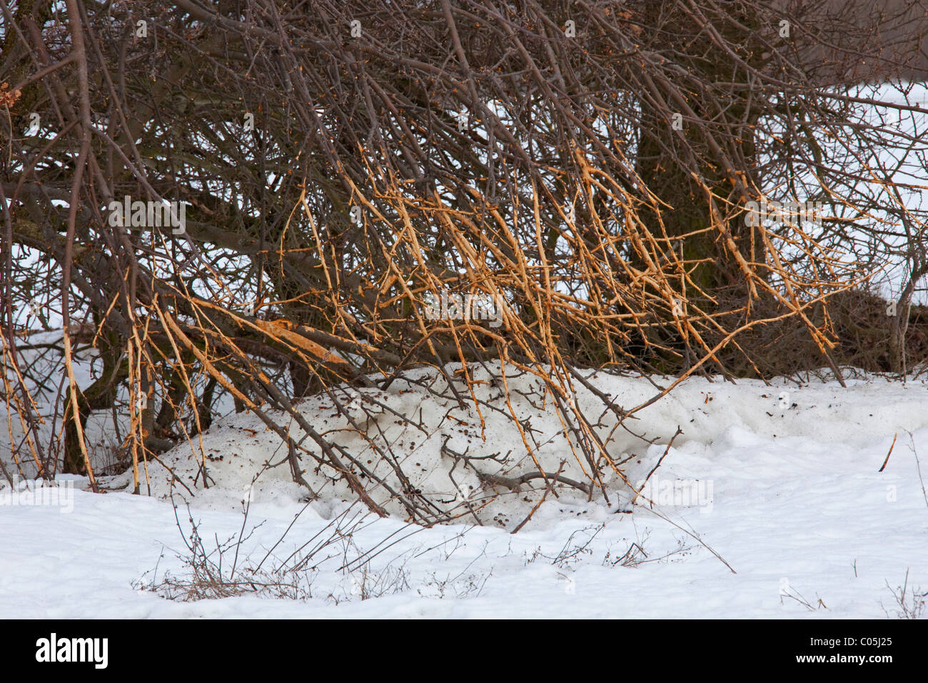 European hare (Lepus europaeus) stripped bark from bush in the snow in winter Stock Photo