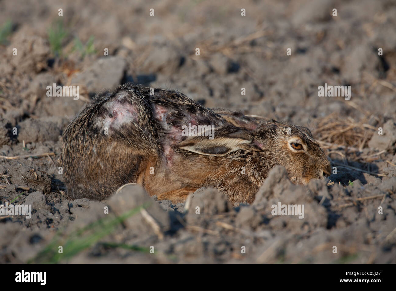 European hare (Lepus europaeus) with skin disease hiding in field, Germany Stock Photo