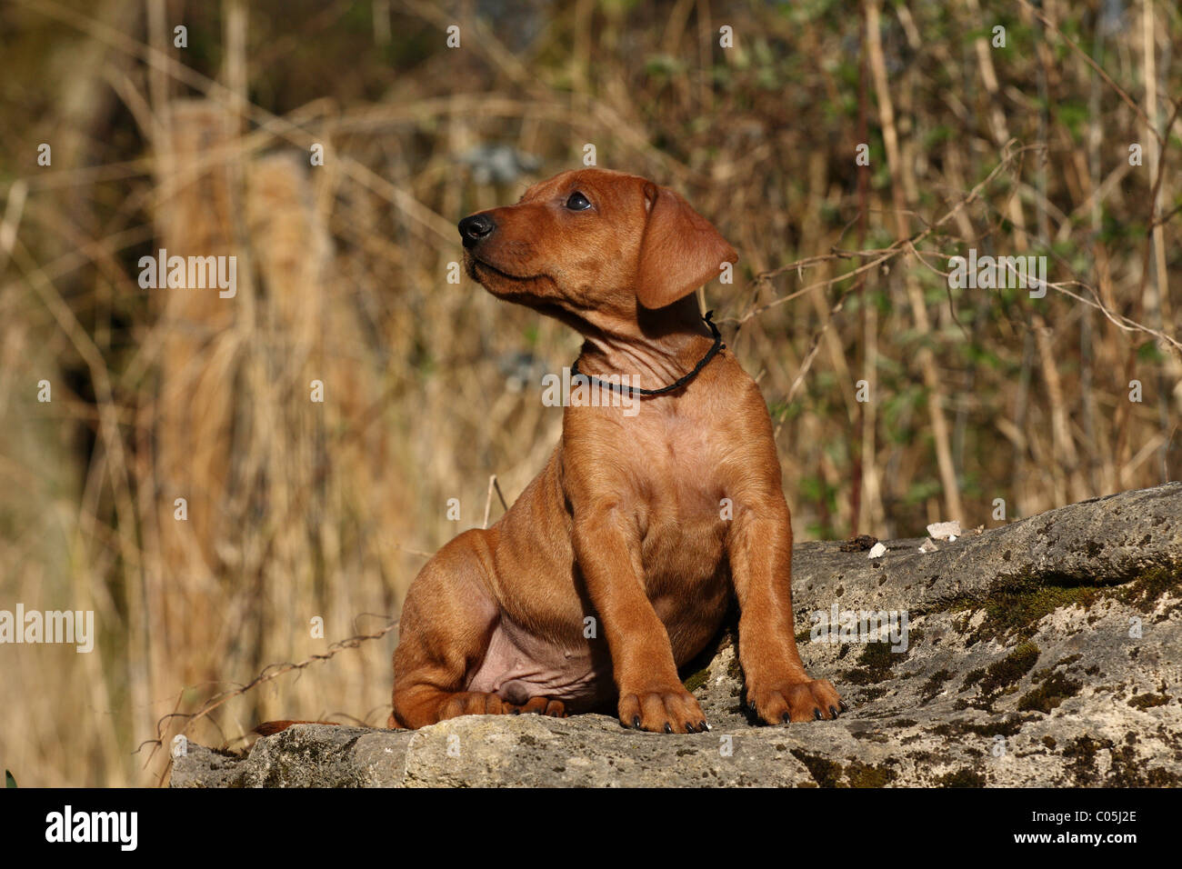 German Pinscher Puppy Stock Photo