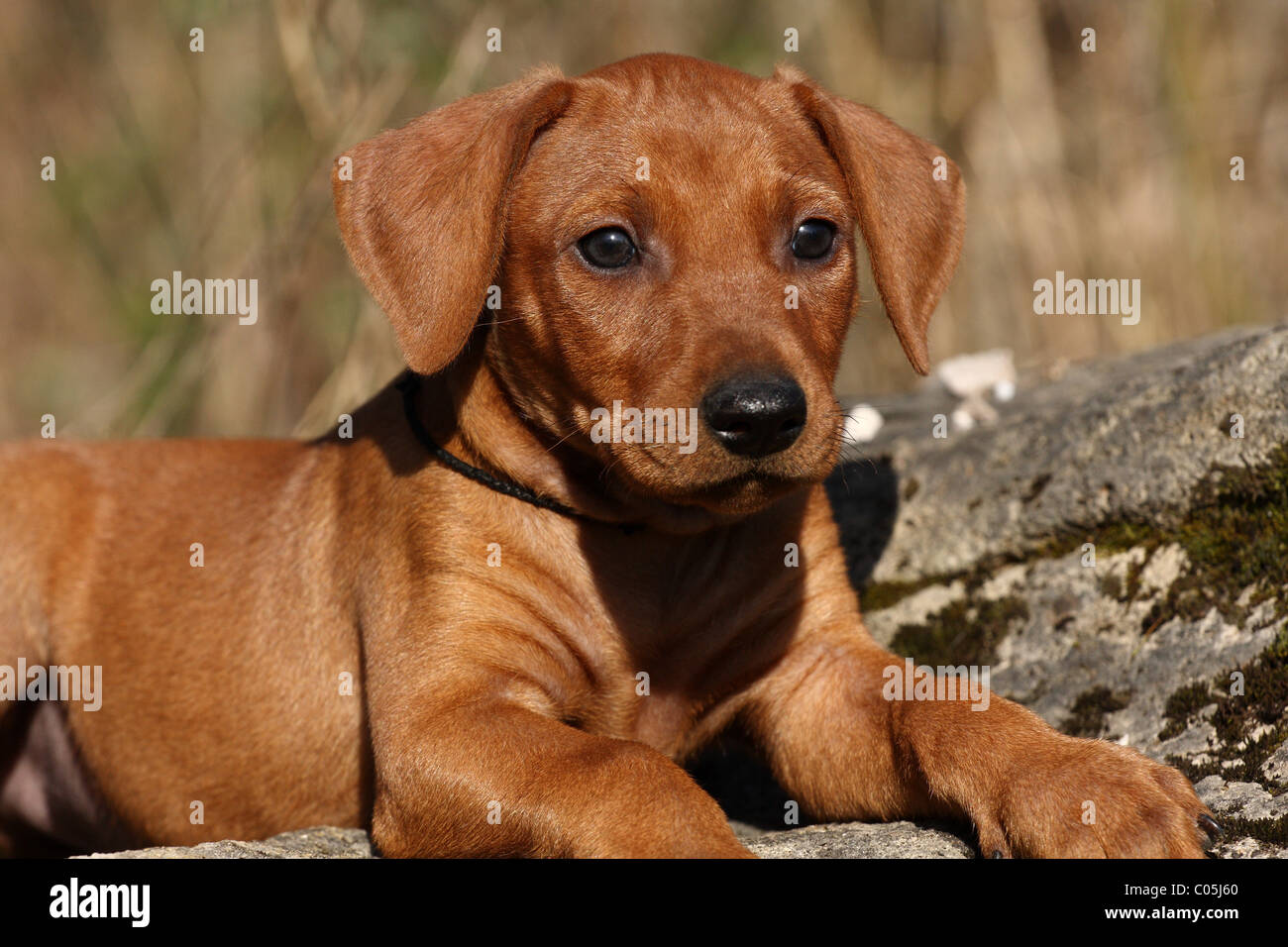 German Pinscher Puppy Stock Photo
