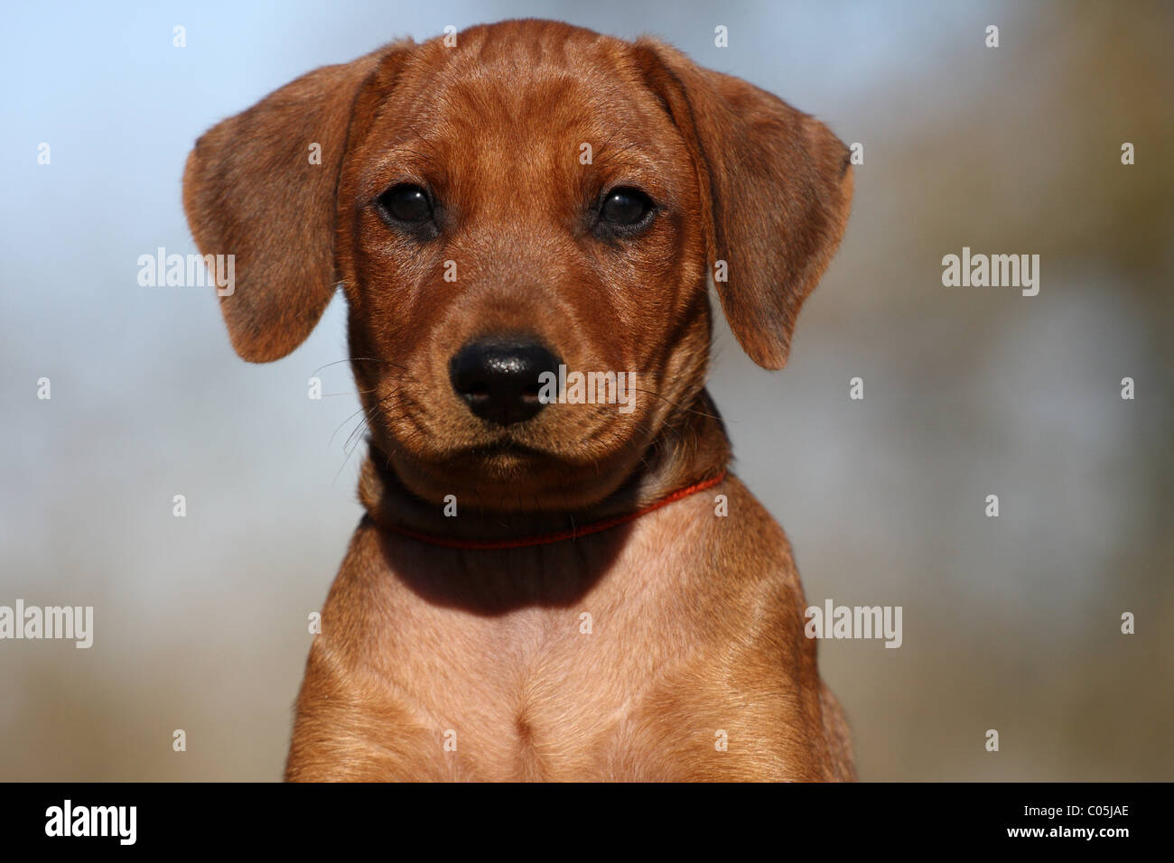 German Pinscher Puppy Stock Photo