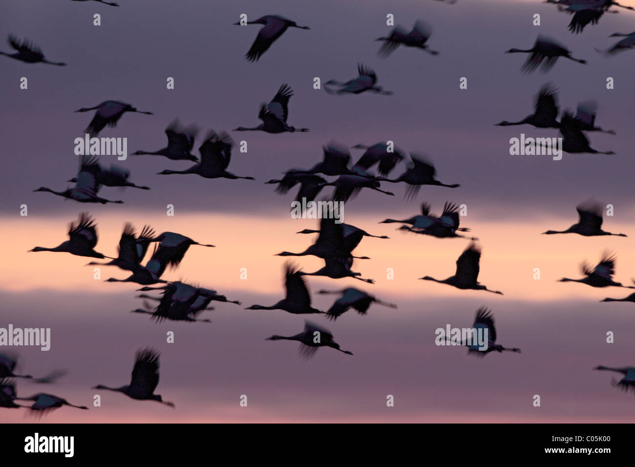 Common Cranes  in spring,  Lake Hornborgasjoen, Sweden Stock Photo