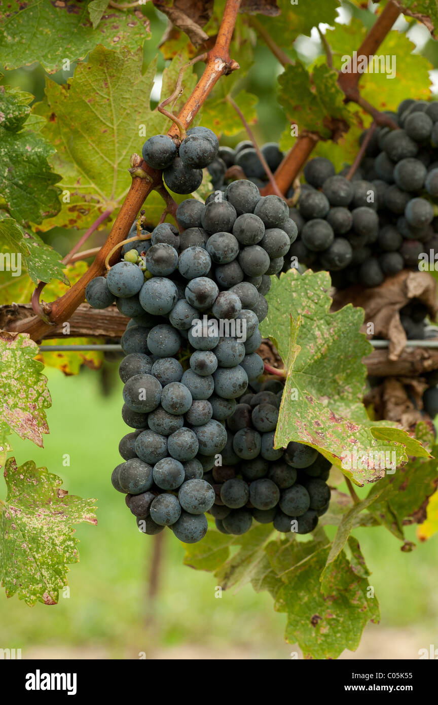 Grapes hanging on the vine at a winery ready for the harvest in Canada Stock Photo
