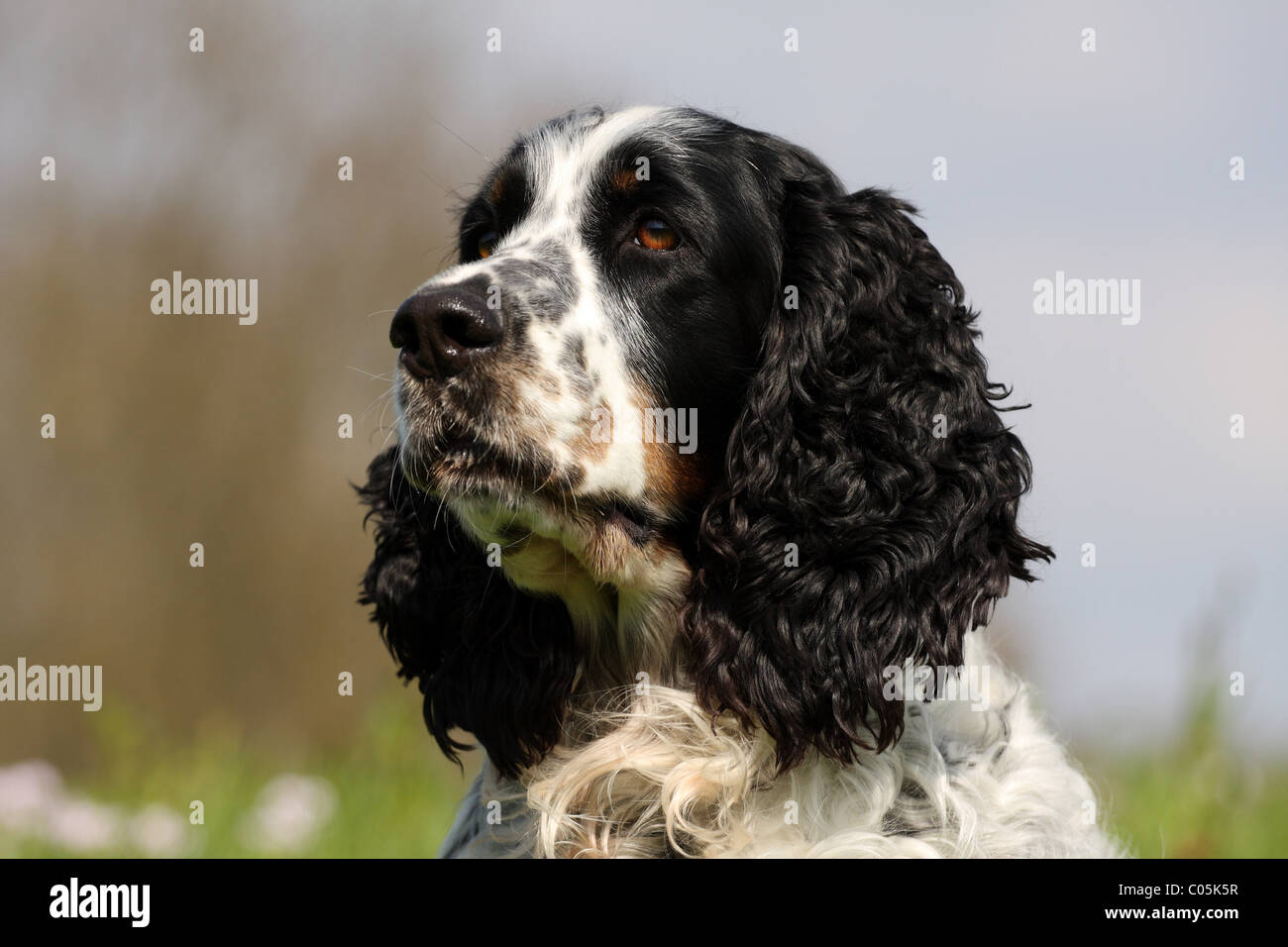 English Springer Spaniel Portrait Stock Photo - Alamy